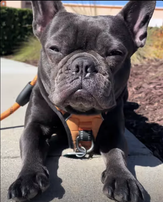 Frenchie is getting natural vitamin D !